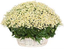 Цветочная композиция из Ромашки в корзине #REPLACE_PRED# Красный Коммунар
